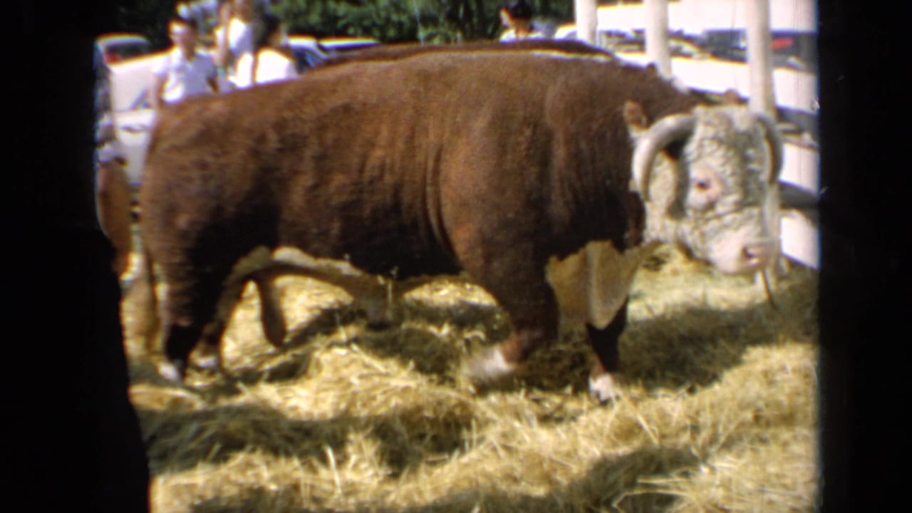 Kansas 1964 8mm frame showing the bull closer to camera, with its white face and curved horns visible near visitors and parked cars.