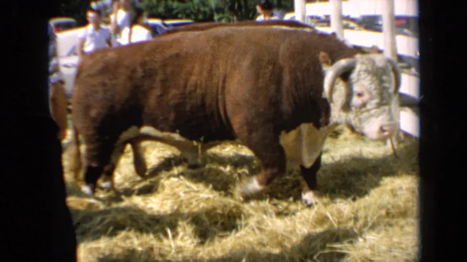 Kansas 1964 8mm frame showing the bull closer to camera, with its white face and curved horns visible near visitors and parked cars.