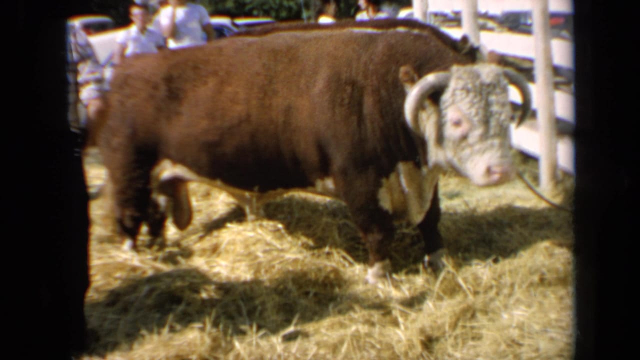 Kansas 1964 home-movie frame of the brown-and-white bull standing near white livestock posts as visitors watch from behind.