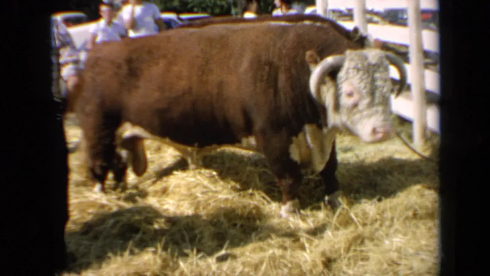 Kansas 1964 home-movie frame of the brown-and-white bull standing near white livestock posts as visitors watch from behind.