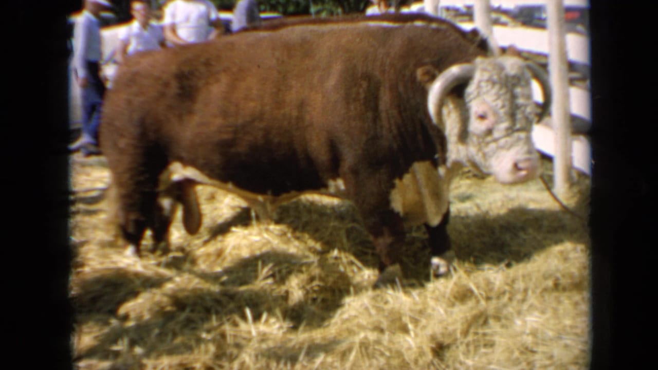 Brown-and-white horned bull stands in a straw pen with fair visitors behind it.