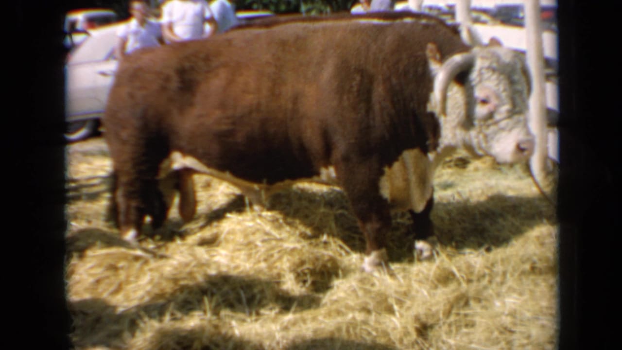 A horned brown-and-white bull is framed side-on in a Kansas fair pen, with straw underfoot and indistinct visitors behind it.