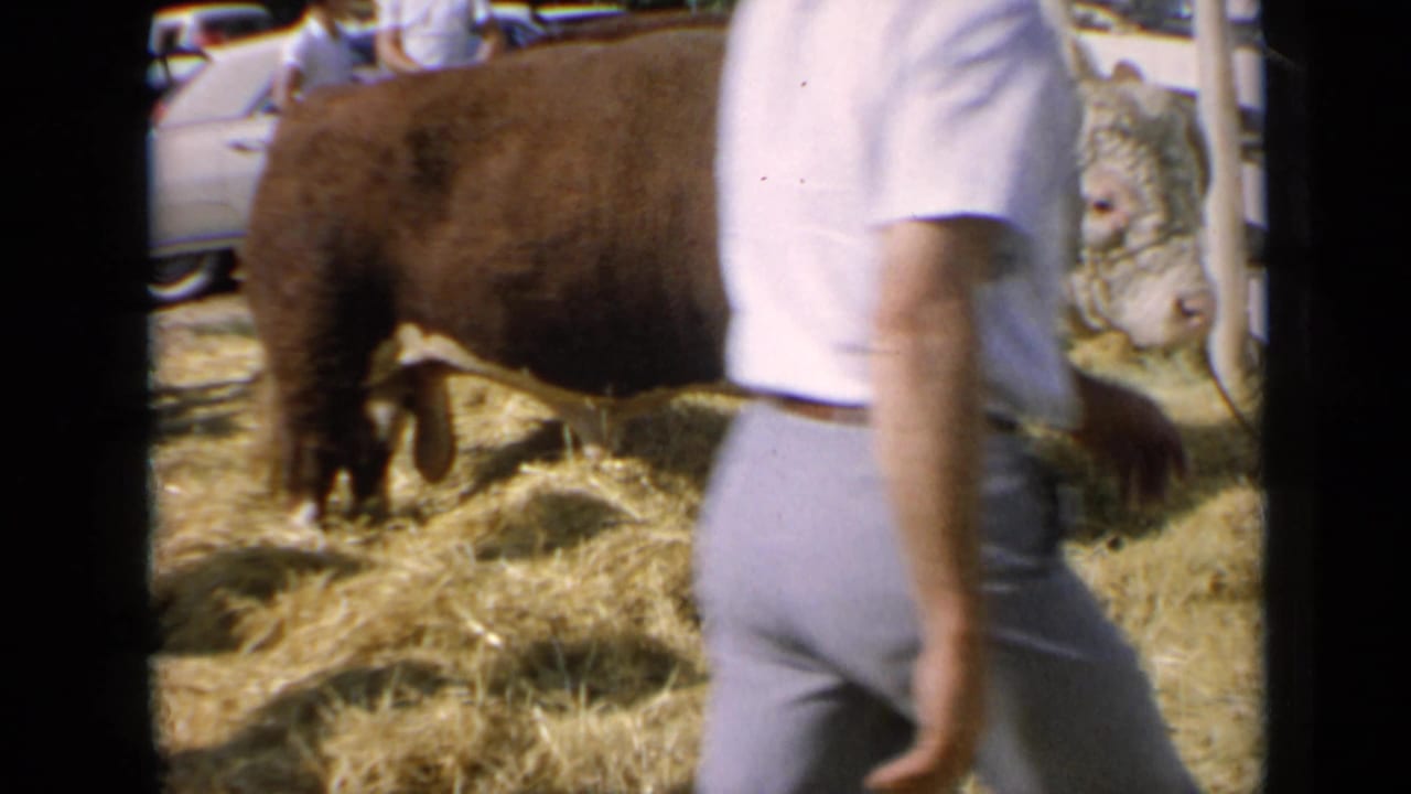A man in 1960s-style clothing passes close to the camera, partly blocking the view of the horned bull in the straw fair pen.