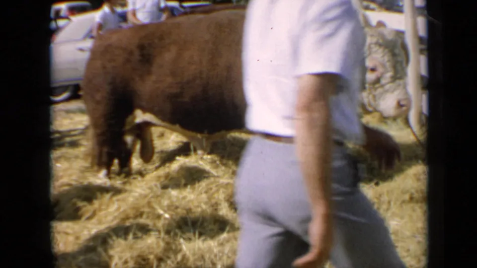 A man in 1960s-style clothing passes close to the camera, partly blocking the view of the horned bull in the straw fair pen.