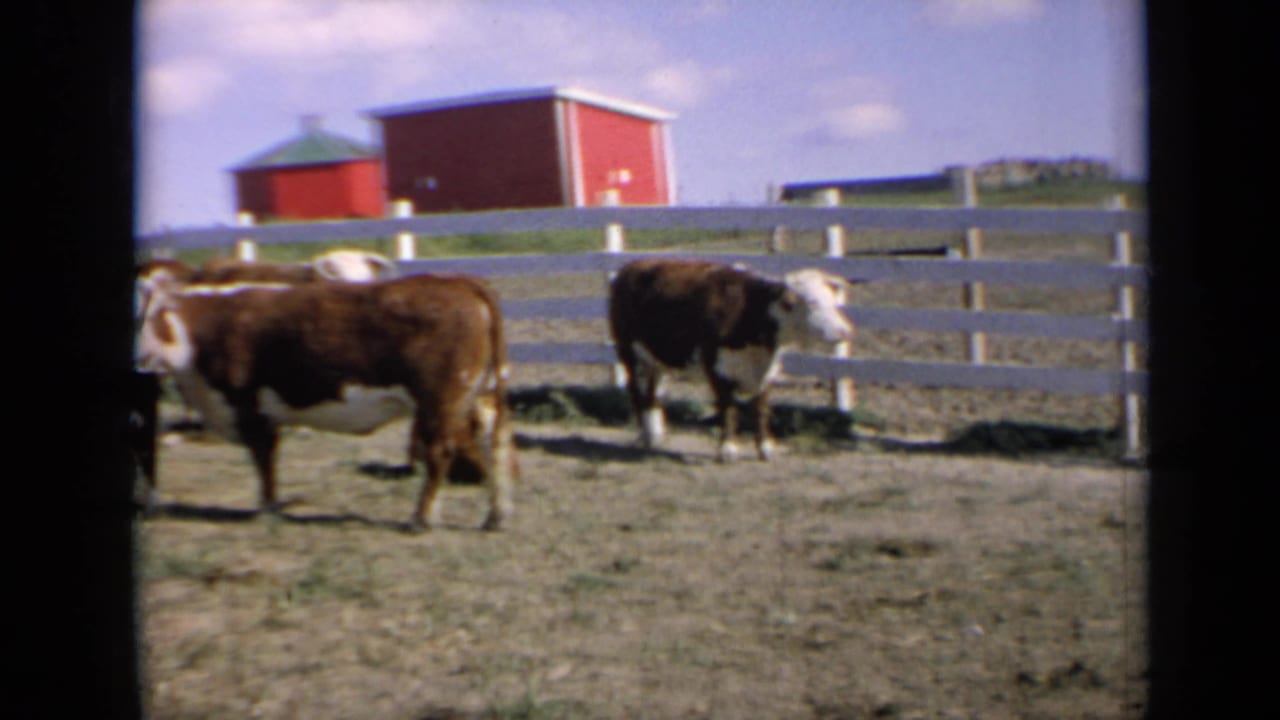 Kansas 1964 rural cattle scene with cows near a pale fence, red barns, a silo, and blue sky beyond the pasture.