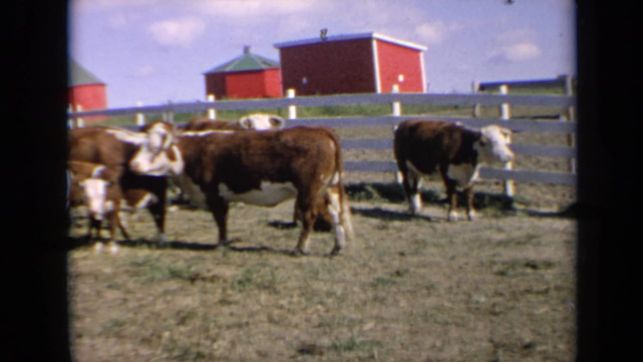 1964 Kansas 8mm frame showing Hereford cattle near a white rail fence, with red farm buildings and green roofs in the background.