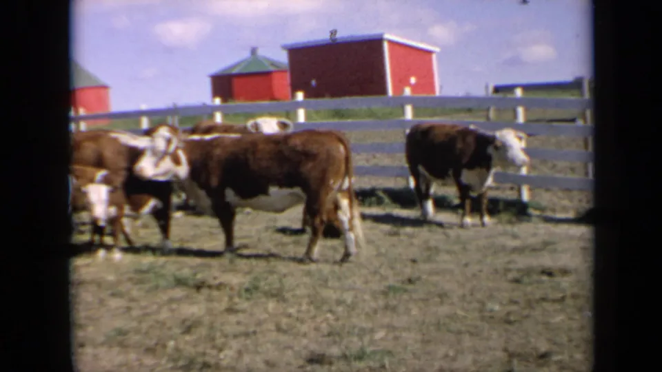 1964 Kansas 8mm frame showing Hereford cattle near a white rail fence, with red farm buildings and green roofs in the background.