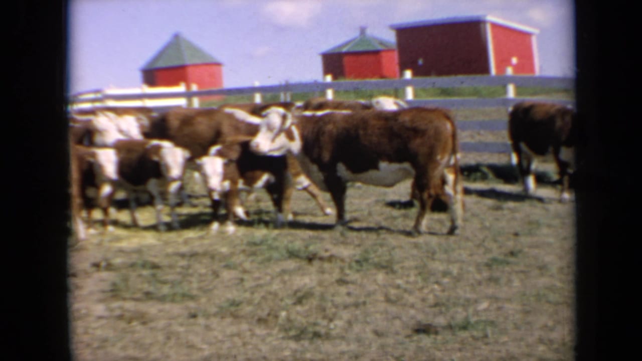 A small group of Hereford cattle stands in pasture near a white fence and red barns.