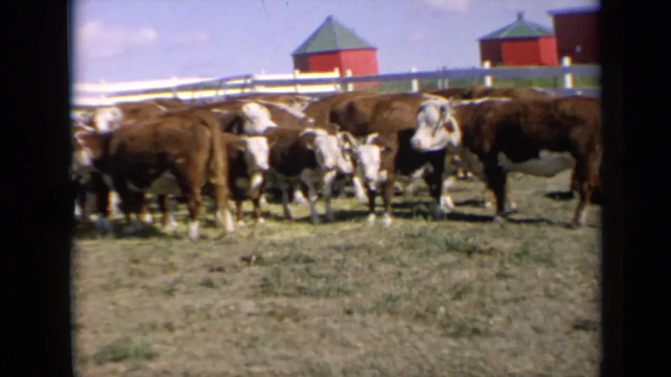 1964 Kansas 8mm frame with several Hereford cattle and calves clustered in a pasture, framed by white fencing and red farm buildings.