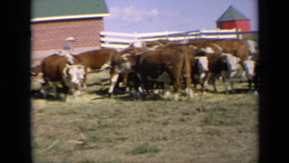 1964 Kansas frame showing Hereford cattle in pasture near white fencing, with part of a brick farm building and red structures behind them.