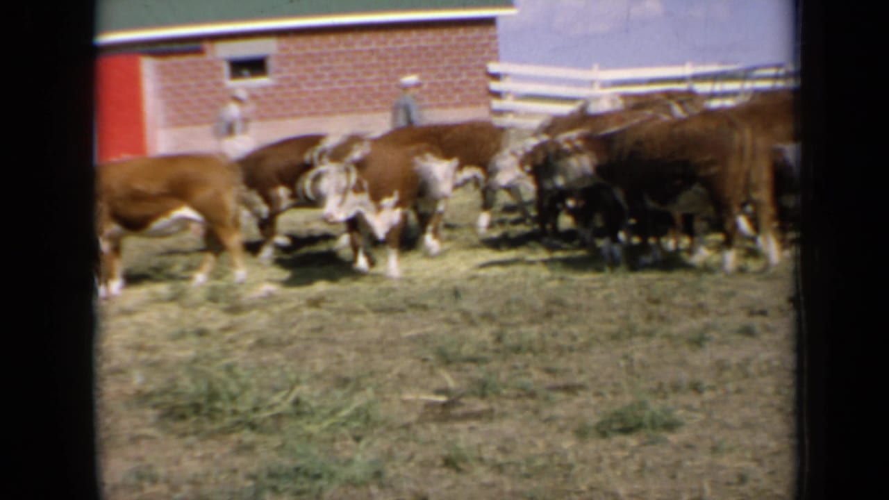 Hereford cattle stand and graze in a field beside a red-brick barn and white fence.