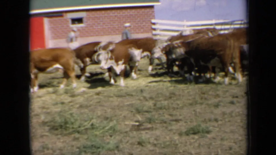1964 Kansas 8mm frame of brown and white Hereford cattle gathered in grass near a red-brick barn, white fence, and distant farmer.