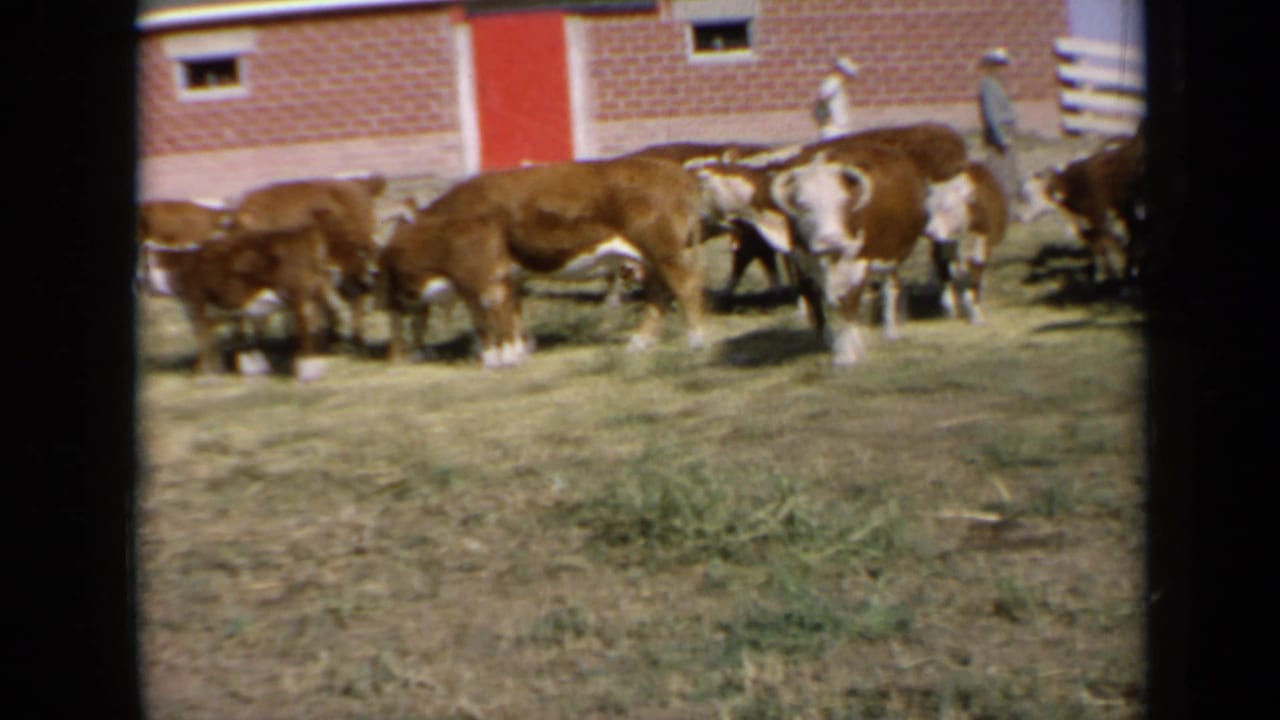 Cattle cluster near a barn wall while a distant farmer stands along the fence.