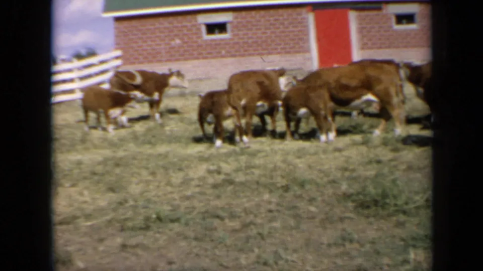 1964 Kansas 8mm still of Hereford cattle spread across a grassy farm field beneath a red-brick barn and white rail fence.