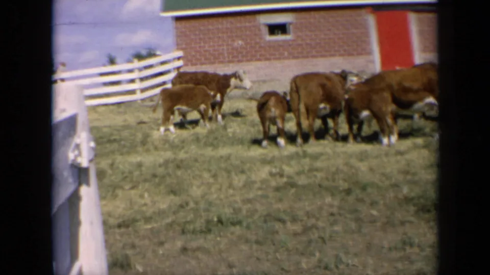 Kansas 1964 home-movie frame of Hereford cattle in a grassy field near a white fence, red-brick barn wall, and red door.