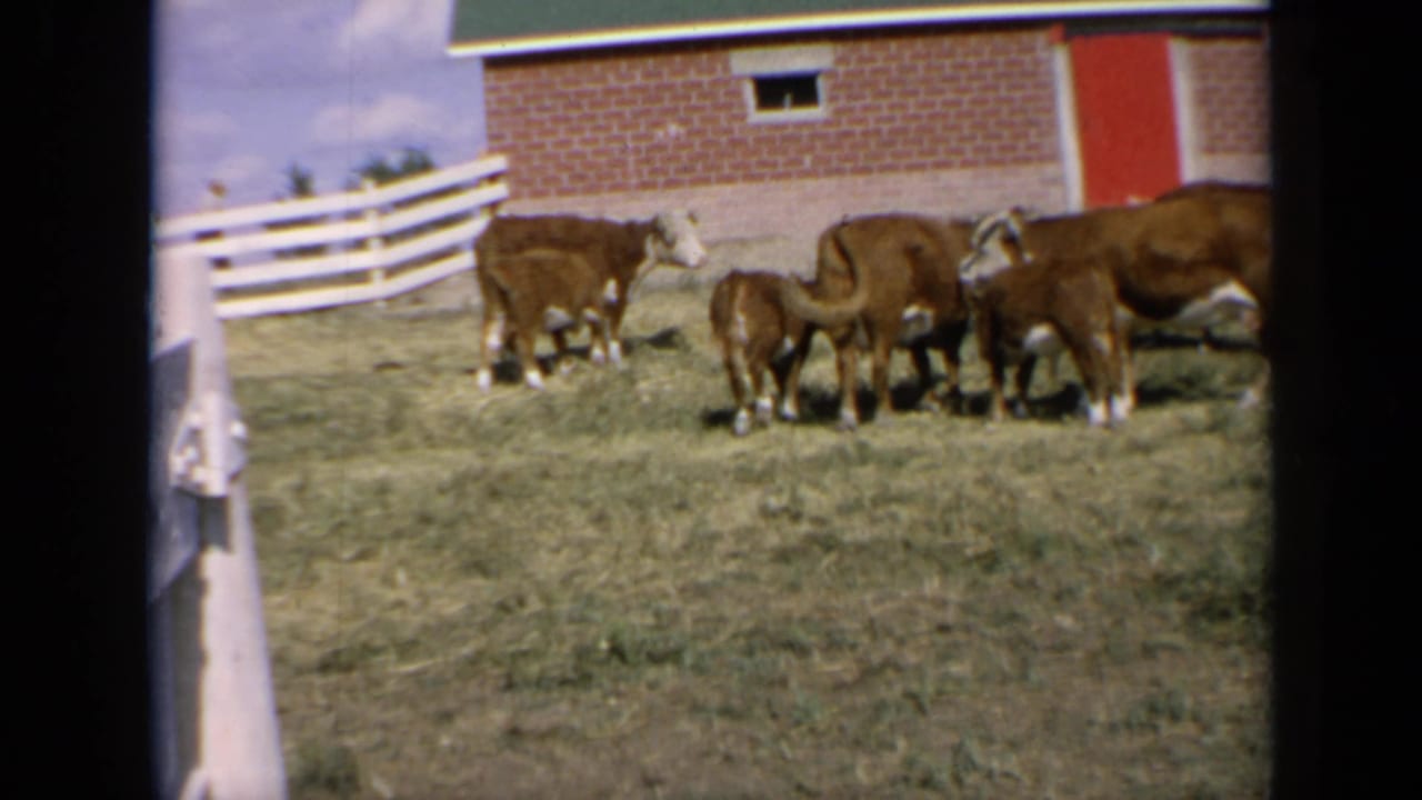 Cattle and calves graze beside a red barn and white fence.