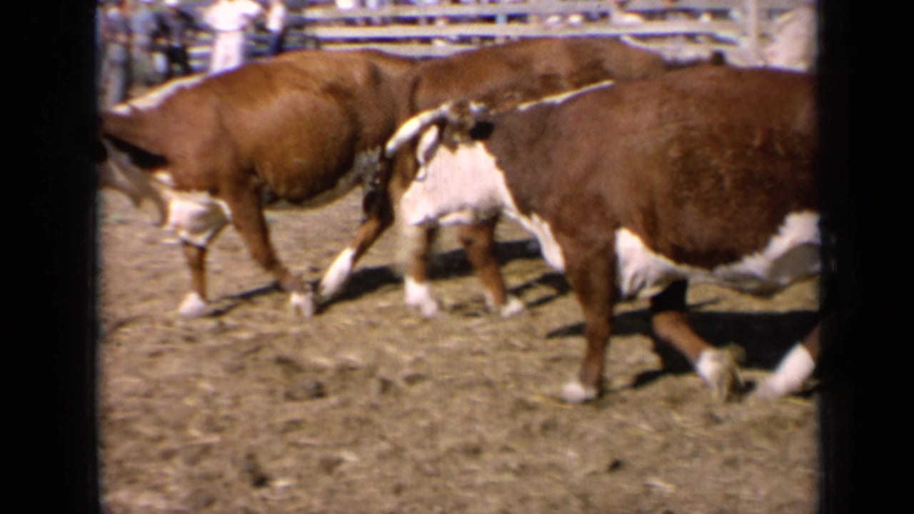 Brown and white cattle walk through a dusty fenced arena.