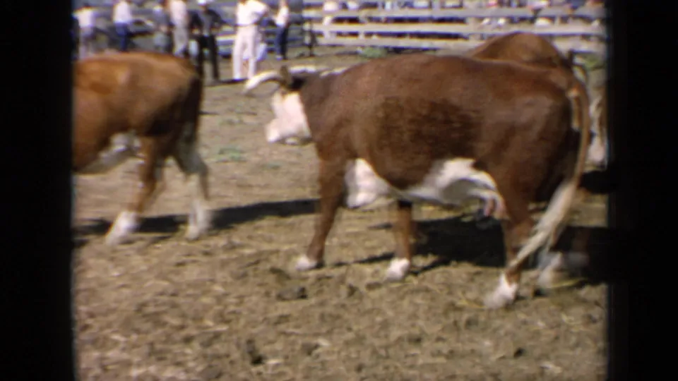 Kansas livestock fair footage shows cattle crossing a dusty pen while people stand behind white arena fencing in the background.