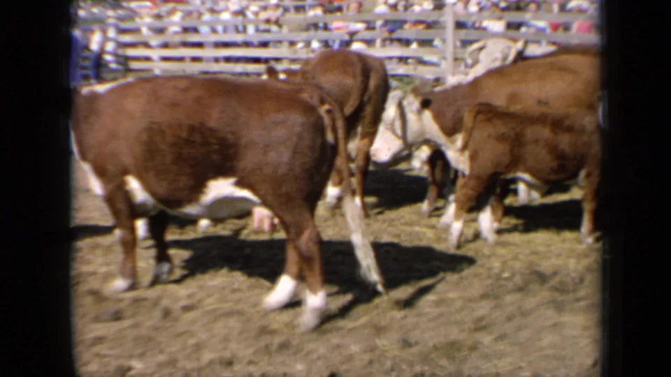 1964 Kansas livestock fair frame with brown and white cattle in a dusty fenced pen and indistinct spectators beyond the rails.