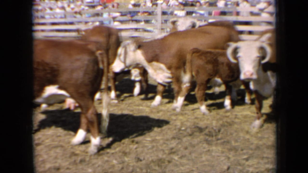 Hereford cattle stand inside a wooden-fenced pen at a sunny fairground.