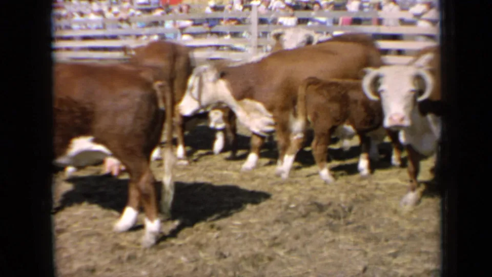 1964 Kansas fair footage showing brown and white Hereford cattle in a fenced livestock pen, with more animals and rails behind them.