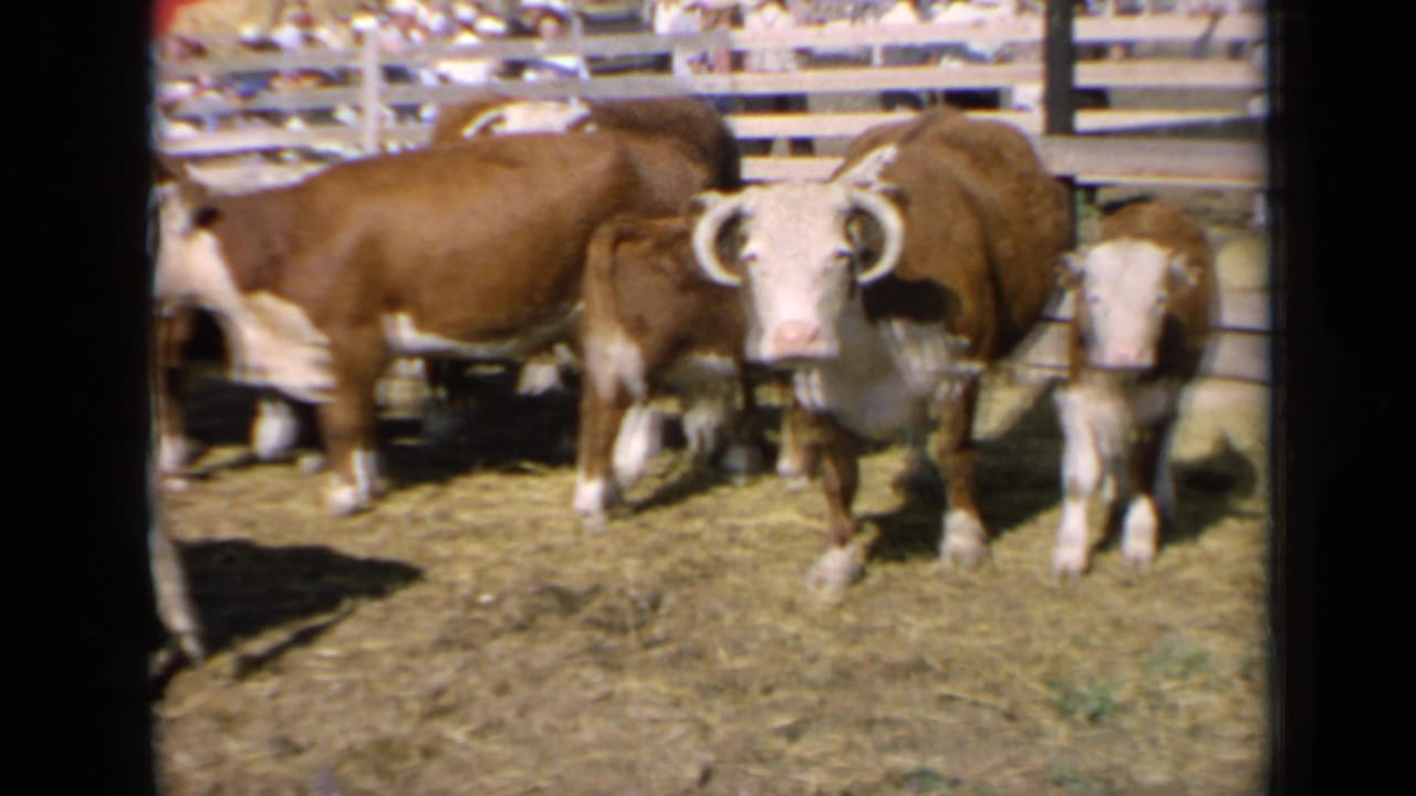 Brown and white cattle stand in a Kansas fair livestock pen, including one animal facing the camera near the center of the frame.