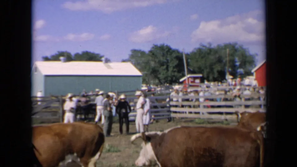 At a 1964 Kansas fairground, visitors stand and talk near cattle pens, with a green barn, red barn and blue sky in the background.