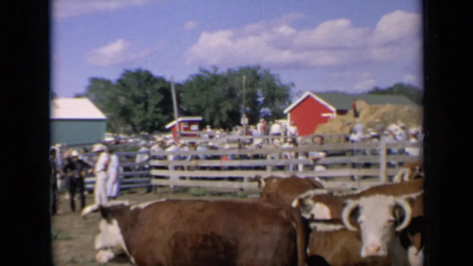 Kansas fair livestock scene with cattle in the foreground, people near the rails, painted barns, hay or straw piles and scattered clouds overhead.