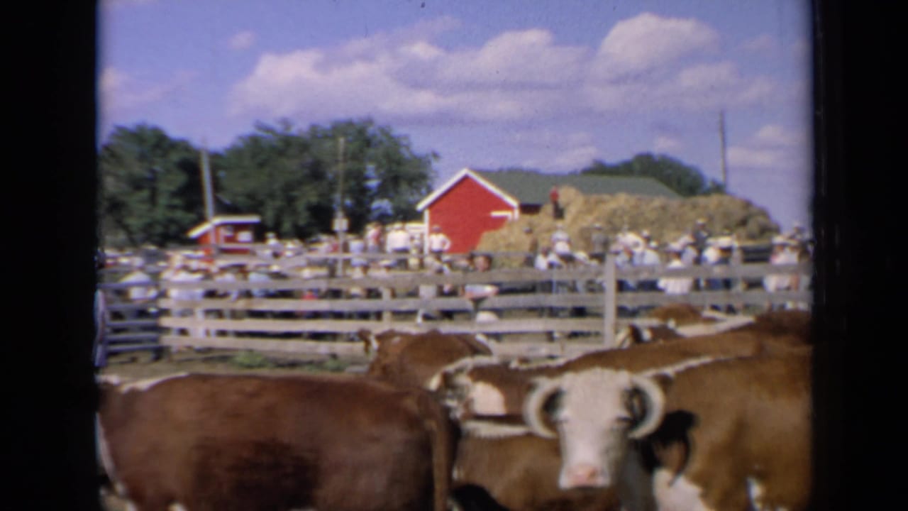 Brown and white cow near a wooden pen with fairgoers, hay piles, and red barns behind it.