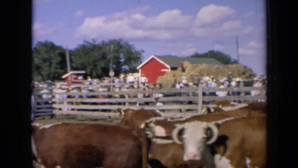 1964 Kansas 8mm frame of a cow close to a livestock pen, with fairgoers, hay piles, red barns, and blue sky in the background.