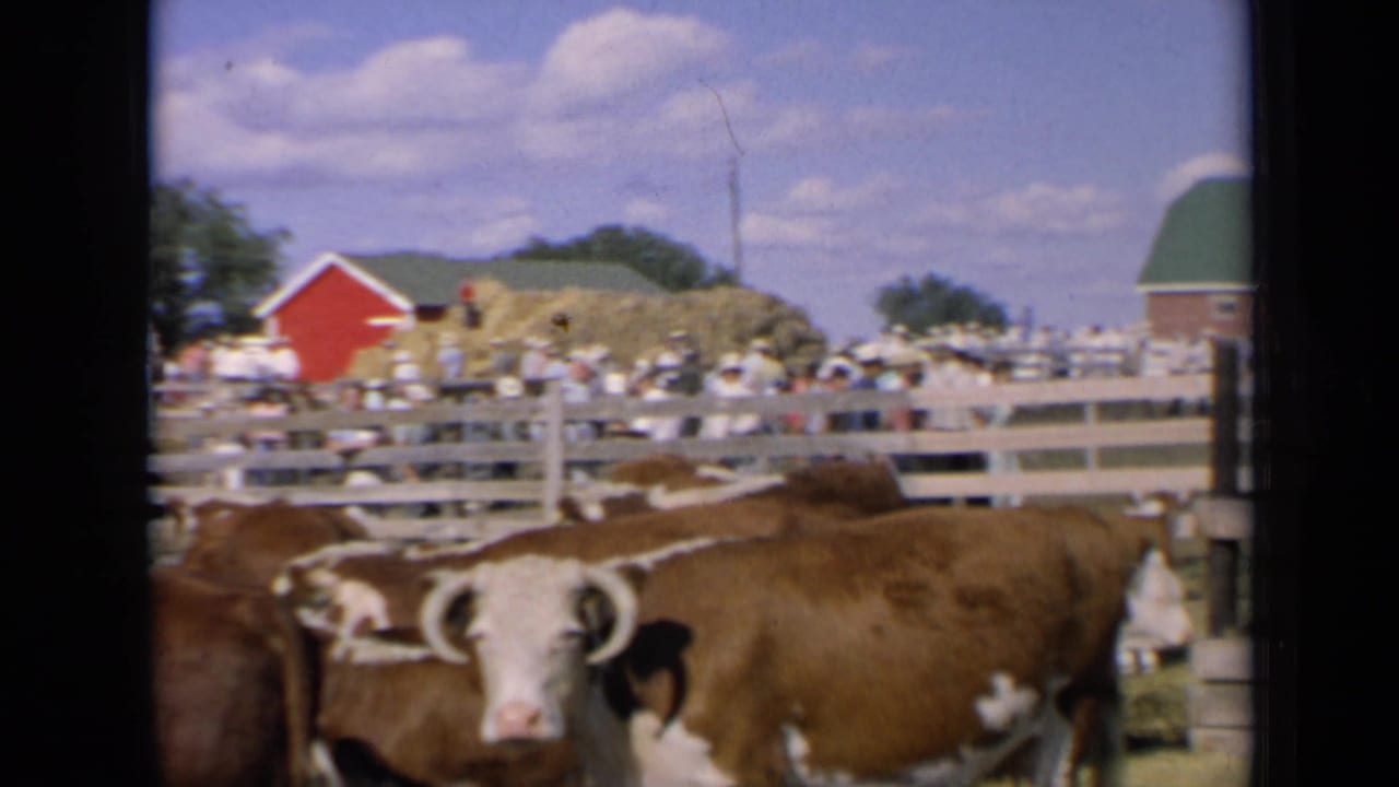 Cow beside a wooden livestock pen with people, hay piles, and red farm buildings in the background.