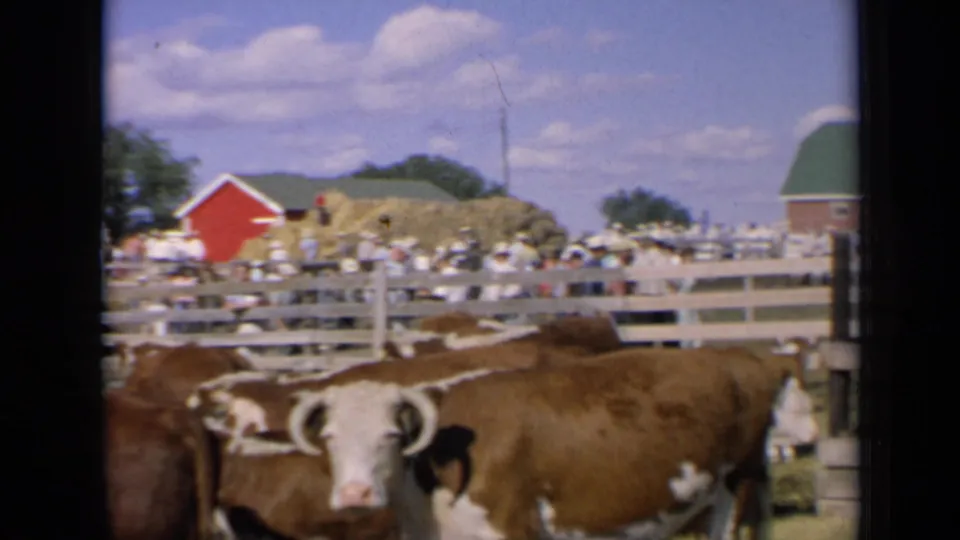 1964 Kansas fairground view of cattle in wooden pens, with a crowd, hay stacks, red barns, and open sky behind them.