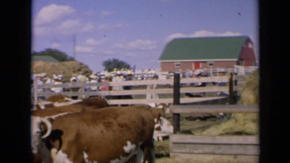 1964 Kansas 8mm frame showing cattle in a fair pen, a large red barn with green roof, hay piles, and people along the fence.