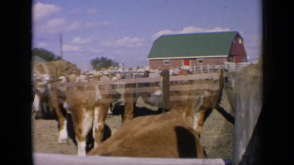 1964 Kansas rural fair frame with cattle in wooden pens, fairgoers in the distance, hay piles, and a red barn with green roof.