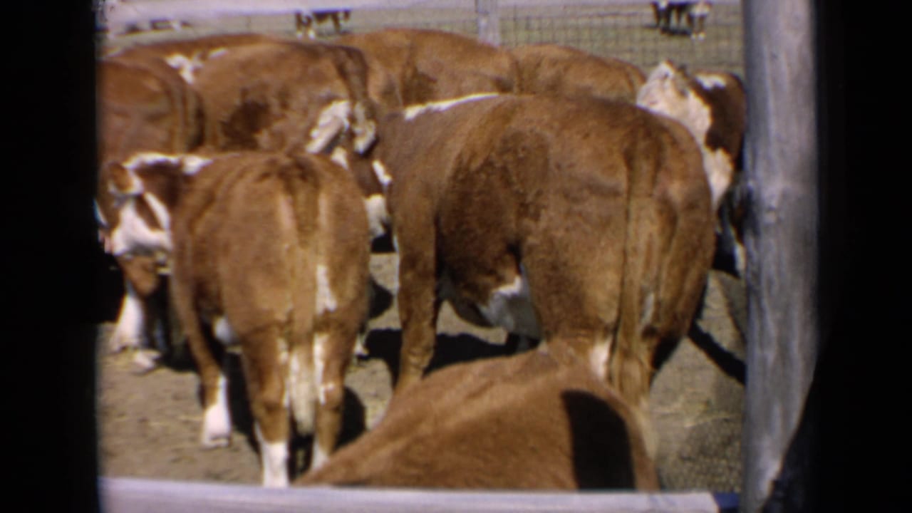 1964 Kansas 8mm frame showing brown-and-white cattle clustered in a fenced dirt corral under bright sun.