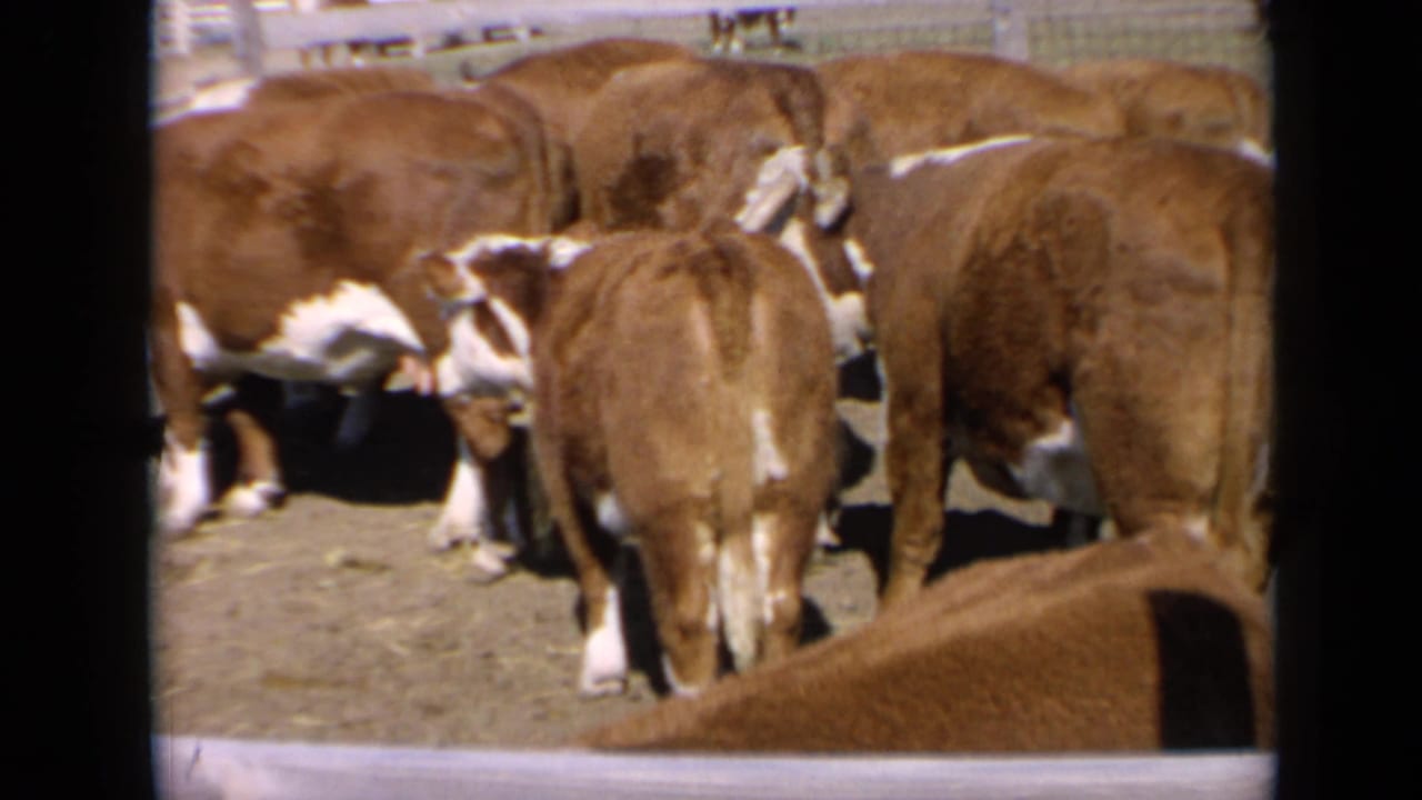 Brown-and-white cattle shift position in a Kansas corral, with white fencing and farm structures in the background.