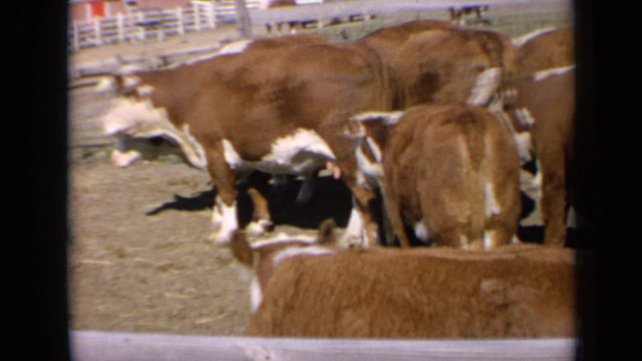 A close home-movie view of cattle in a sunlit Kansas corral, framed by soft 8mm exposure and grain.