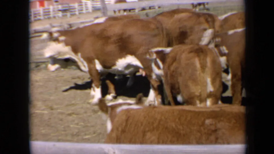 A close home-movie view of cattle in a sunlit Kansas corral, framed by soft 8mm exposure and grain.
