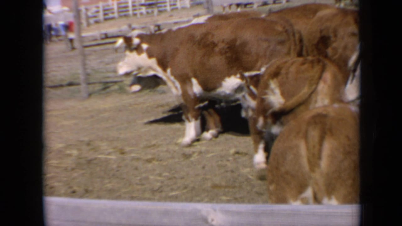 Kansas 8mm frame of cattle in a corral, with white fencing and distant background figures beyond the animals.