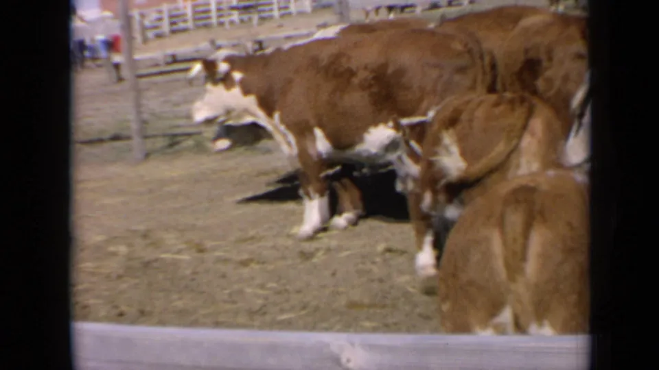 Kansas 8mm frame of cattle in a corral, with white fencing and distant background figures beyond the animals.