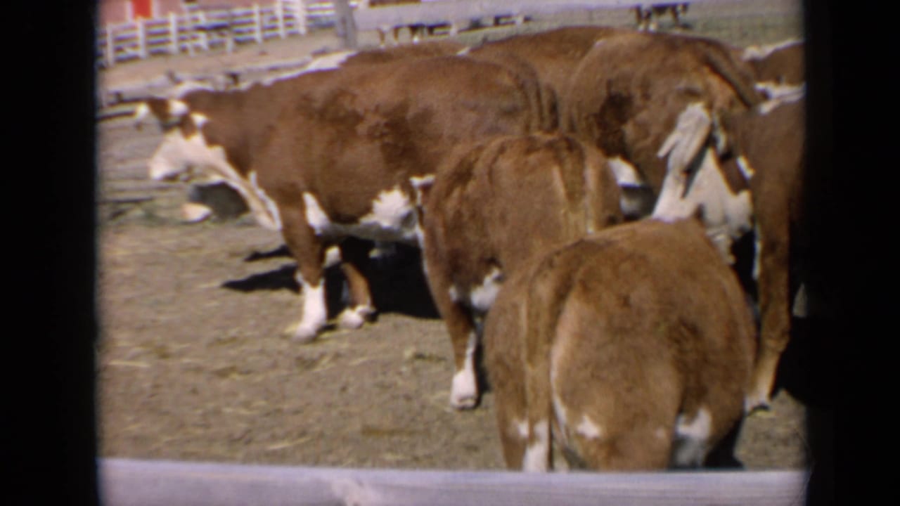 Brown and white Hereford cattle stand in a Kansas farm enclosure, with a white fence and barn details visible in 1964 8mm footage.