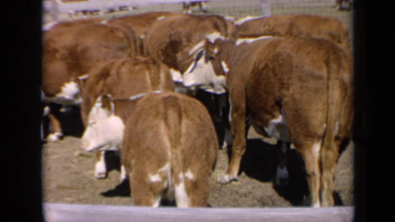 Several cattle stand and turn in a fenced enclosure with a barn behind them.