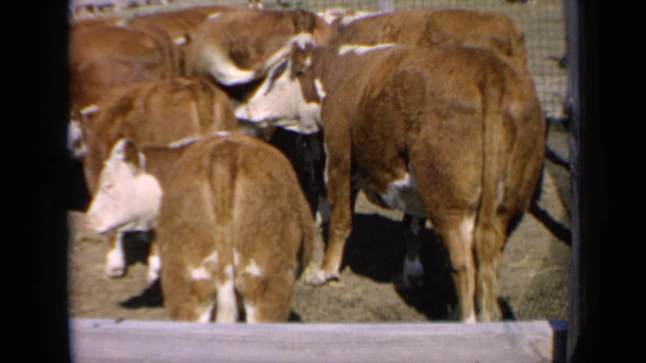 Close 8mm view of Hereford cattle in a Kansas farmyard, showing animals packed near a fence rail under bright daylight.