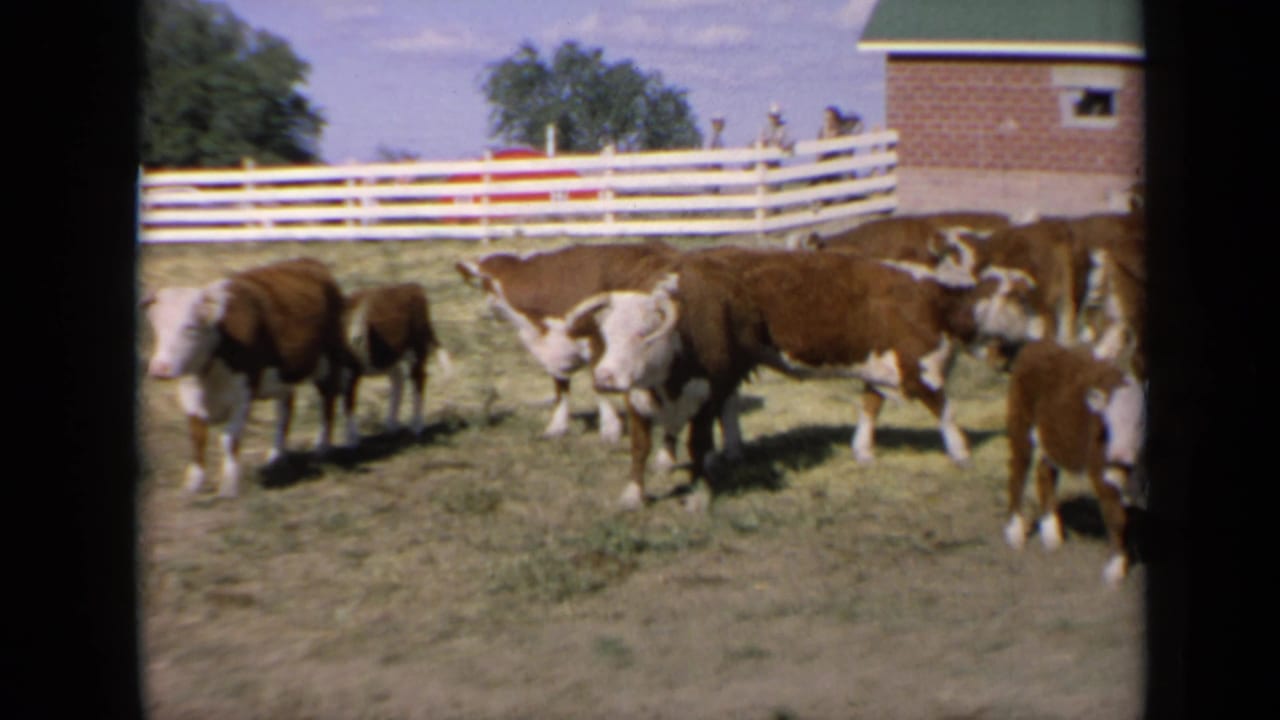 Hereford cattle graze and stand in a Kansas pasture, with a white fence, red brick barn, green roof, and blue sky visible in 1964 footage.