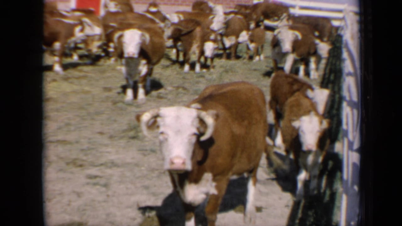 Red and white cattle walk toward the camera beside a fence or vehicle edge.