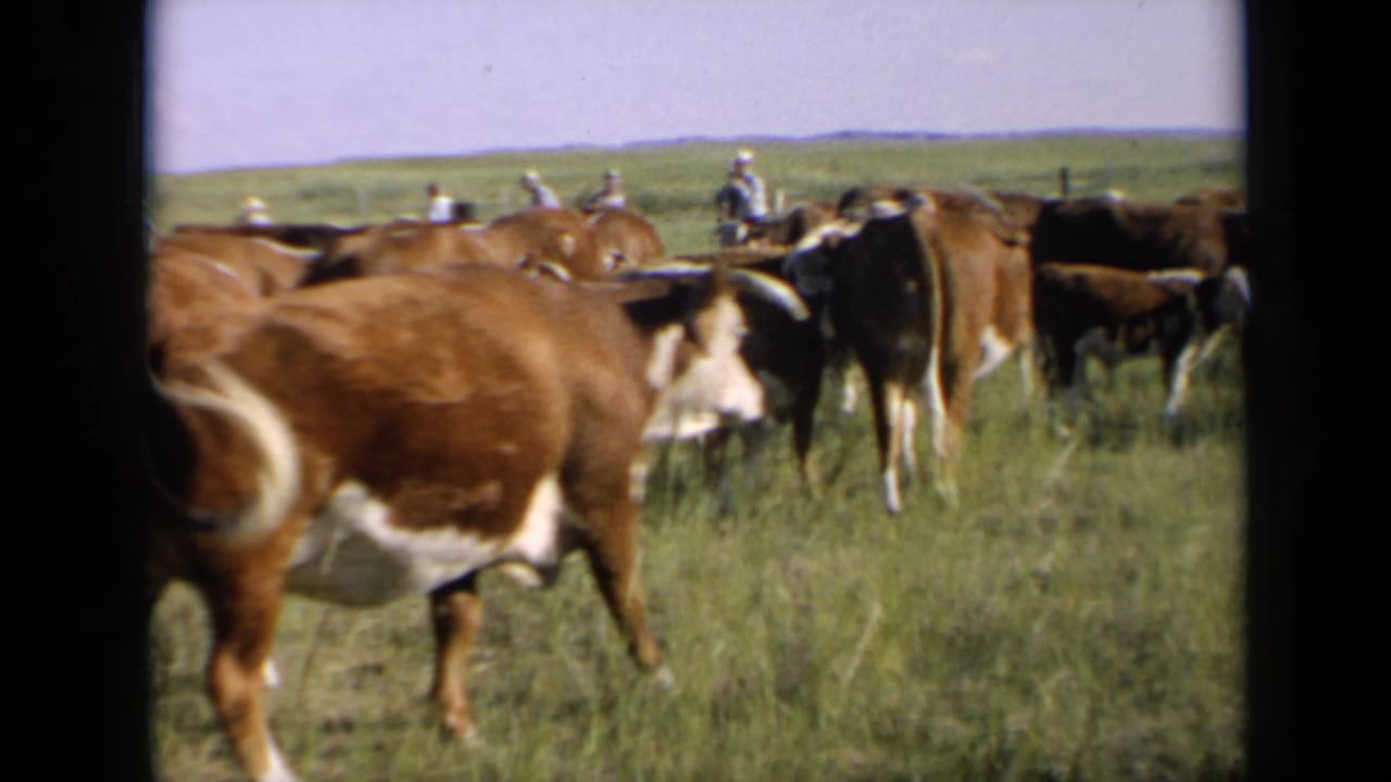 1964 Kansas pasture view with red and white cattle crossing the frame and distant horseback riders beyond the herd.
