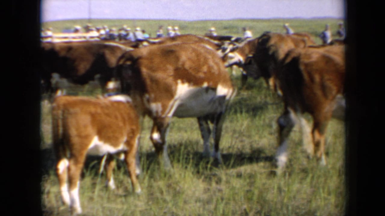 1964 Kansas 8mm still with a calf in the foreground and adult cattle gathered in open pasture.