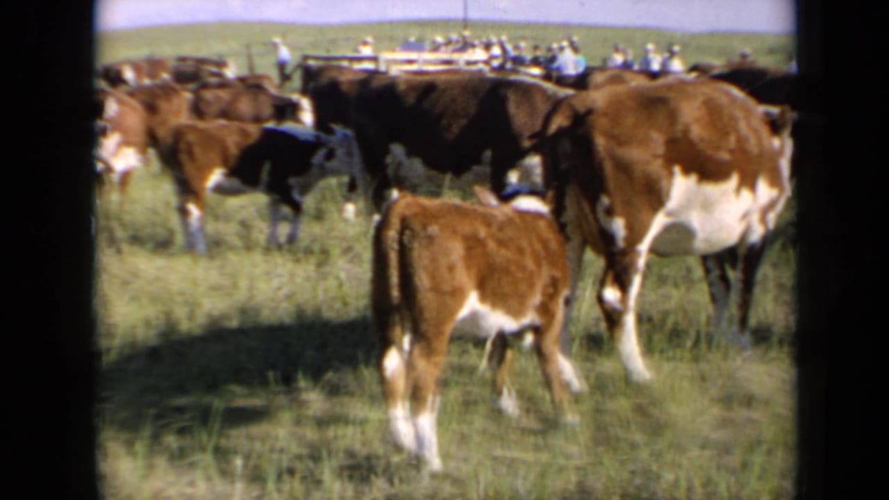 1964 Kansas home-movie frame showing a calf near several red and white cattle, with riders faintly visible in the background.