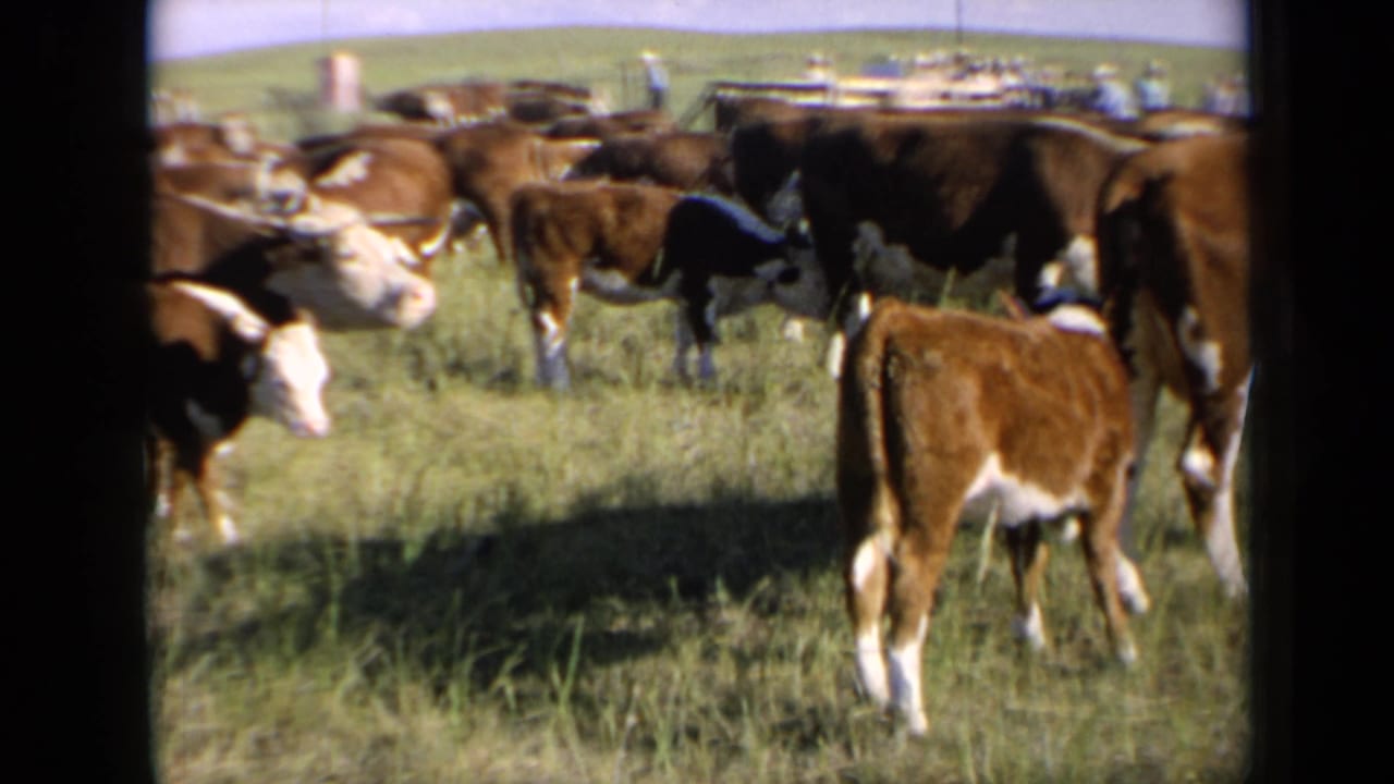 Brown and white cattle stand in tall grass with a calf in the foreground.