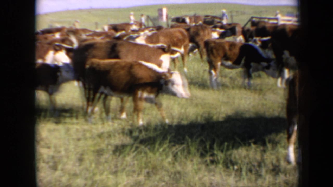 Several cattle move through a grassy field under a bright sky.